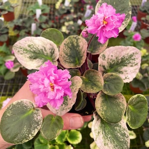 Harmonys hot flash African violet starter plant (ALL Starter PLANTS require you to purchase 2 plants!)