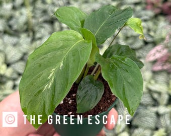 Calathea Louisae (4" Pot) - Goeppertia Louisae - Maui Queen Plant - Calathea  Maui Queen - Exotic Houseplants - Rare Plants - Tropical Plant - Etsy