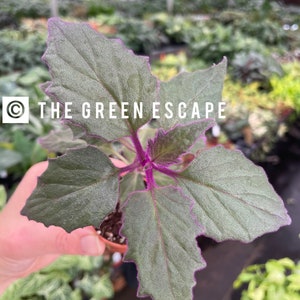 Gynura purple passion 2” pot (ALL PLANTS require you to purchase 2 plants!)