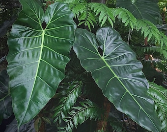 philodendron maximum Starter Plant (ALL STARTER PLANTS require you to purchase 2 plants!)