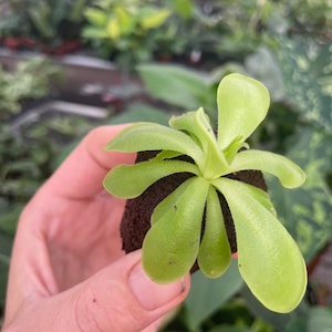 Pinguicula Florian Starter Plant ALL STARTER PLANTS require you to purchase 2 plants image 5