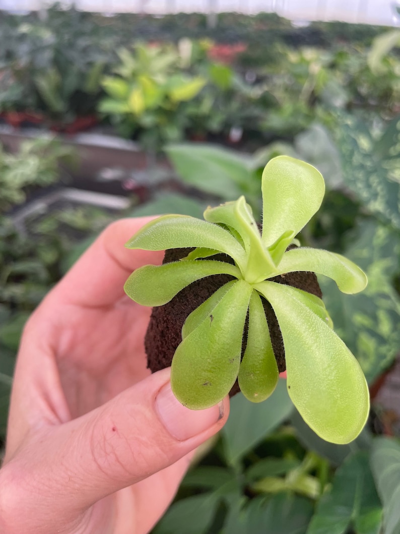 Pinguicula Florian Starter Plant ALL STARTER PLANTS require you to purchase 2 plants image 5