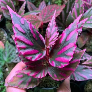 May include: A small plant with pointed, serrated leaves featuring a dark green base color and vibrant, bright pink patterns. The foliage displays a distinct, irregular mottled design across the surface of each leaf, radiating from the center stem.