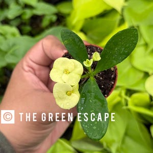 May include: A small potted plant with pale yellow flowers and dark green leaves. The plant is held in a person's hand. The text "THE GREEN ESCAPE" is visible in the image.
