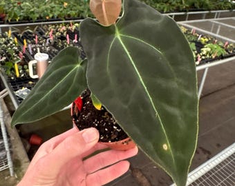 Anthurium NOID “eleanor” X RLFS F2 Seedling - Etsy