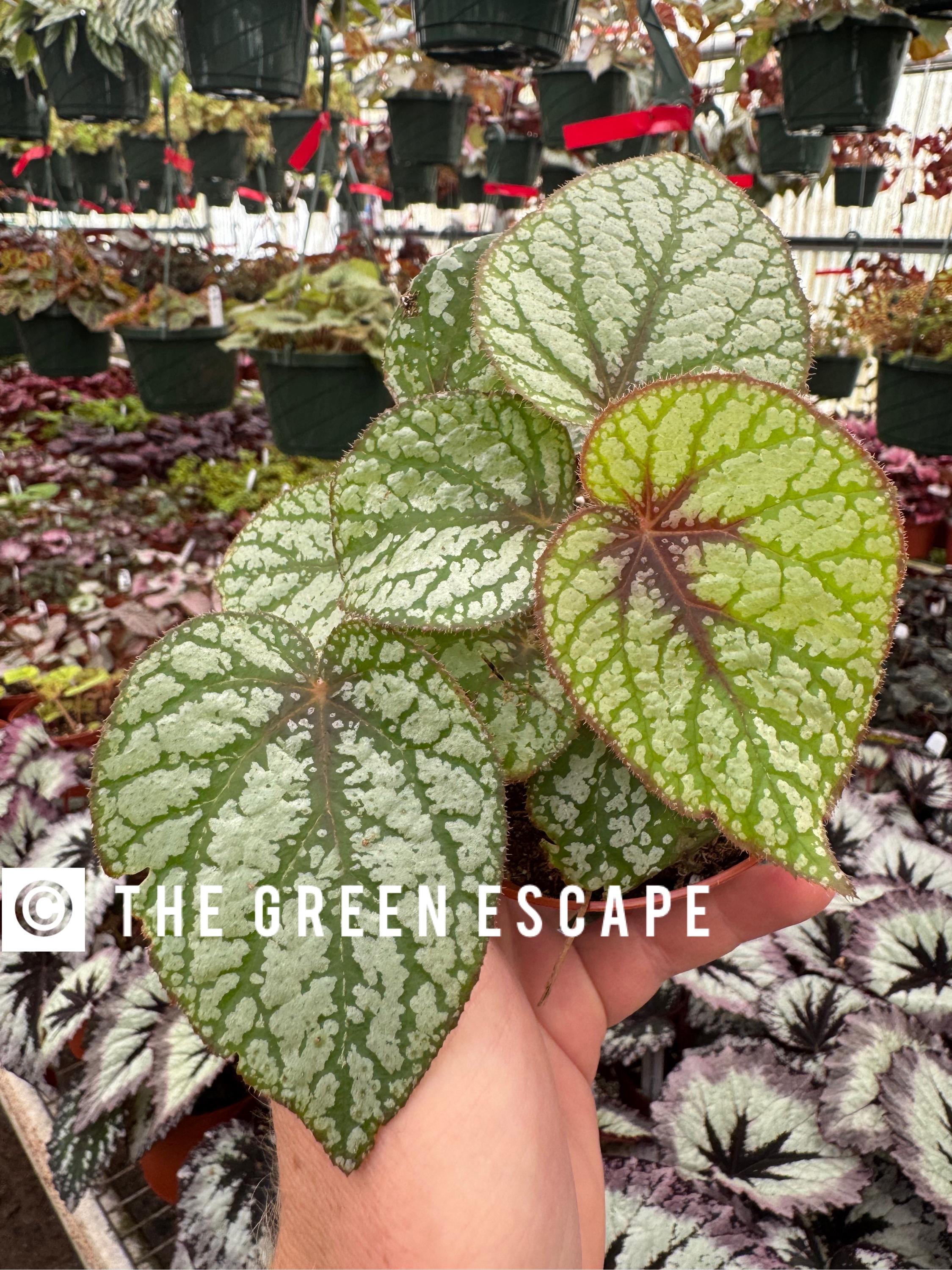 U309 Begonia 4” Pot (ALL PLANTS Require You to Purchase 2 Plants