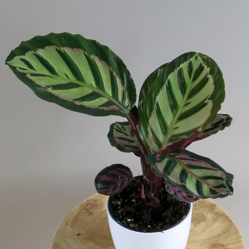 TheGreenEscape Calathea Peacock Plant - Thumbnail 2