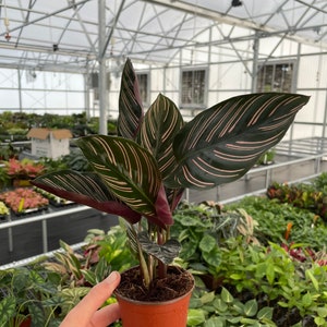 Calathea ornata 4” pot (ALL PLANTS require you to purchase 2 plants!)