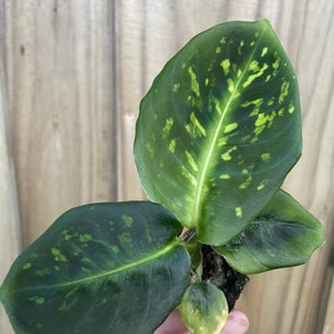 Dieffenbachia Reflector Starter Plant ALL STARTER PLANTS require you to purchase 2 plants image 2