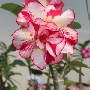 Desert Rose 本体 Earth Works - Desert Rose 2