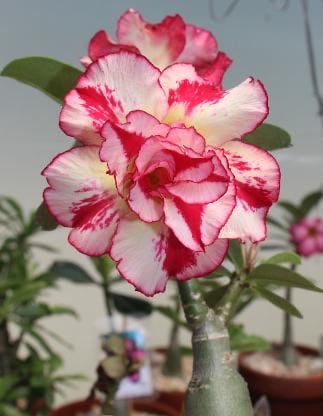 Desert Rose 本体 Premium Desert Rose Specimen - Ice Imports