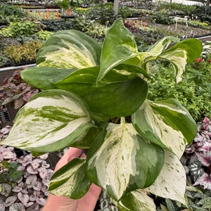 pothos manjula 4” pot (ALL PLANTS require you to purchase 2 plants!)