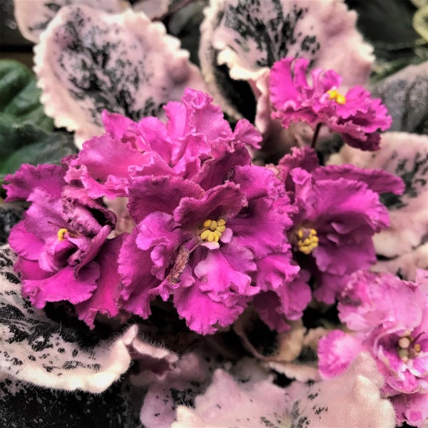 Rebels restless heart African violet starter plant (ALL PLANTS require you to purchase 2 plants!)