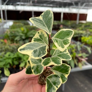 Ficus Triangularis variegated Starter Plant ALL STARTER PLANTS require you to purchase 2 plants image 2