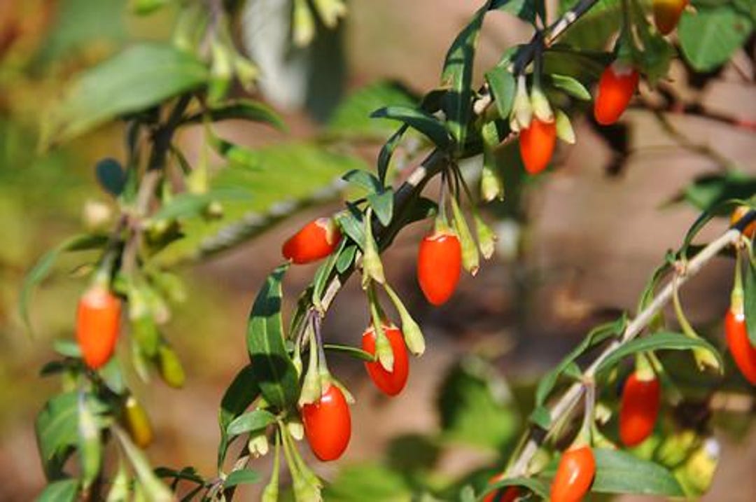 Goji Berry Starter Plant (ALL STARTER PLANTS Require You to Purchase 2 ...