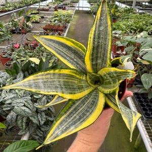 3er Set Sansevieria trifasciata - yellow-green bow hemp - 9cm pot