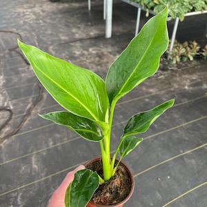 White birds of paradise 4” pot (ALL PLANTS require you to purchase 2 plants!)