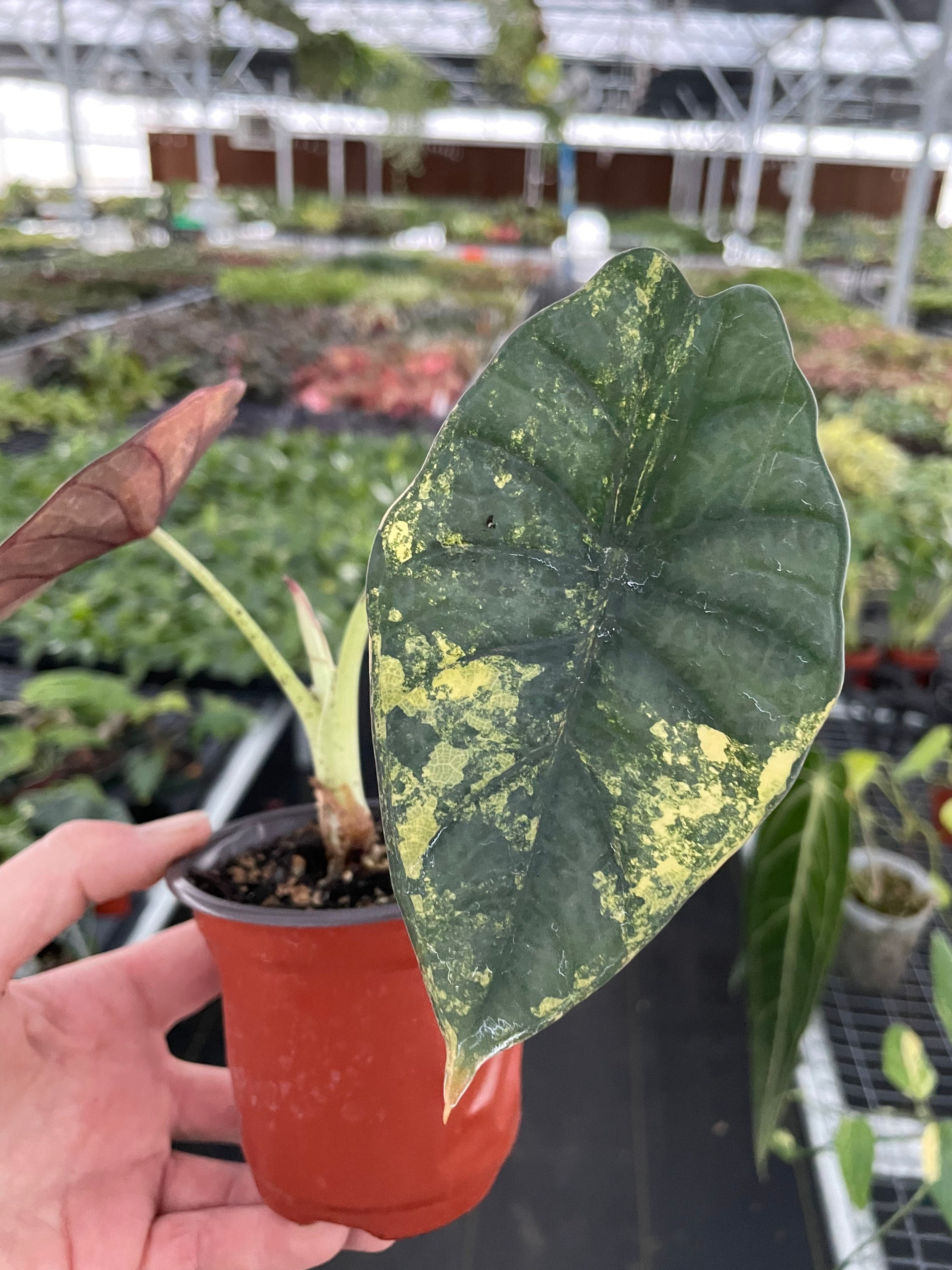 ceropegia woodii variegata Ceropegia woodii variegata