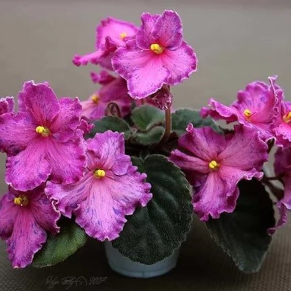 Sunset kiss African violet starter plant (ALL PLANTS require you to purchase 2 plants!)