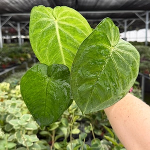 Exact Plant Syngonium Chiapense Frosted Heart Specific 4” Pot 19104FEE | F (All PLANTS require you to purchase 2 plants!)