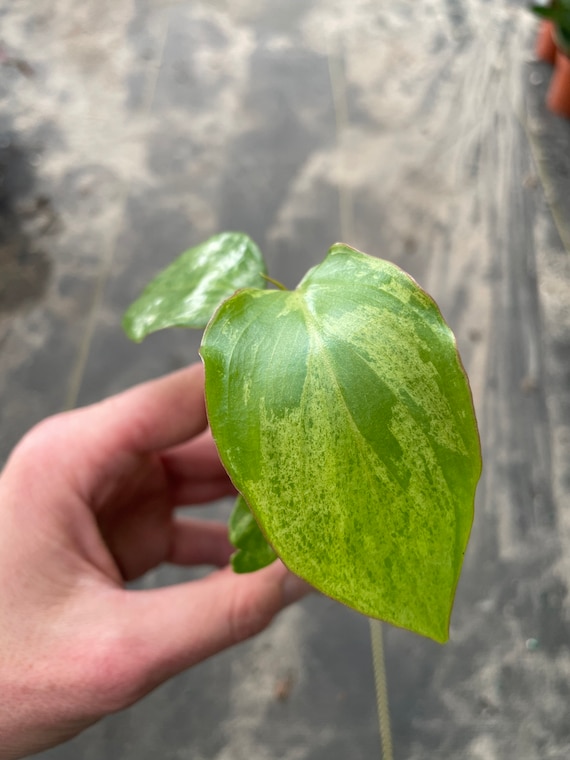 party plant Alternanthera 'Party Time' main image 0