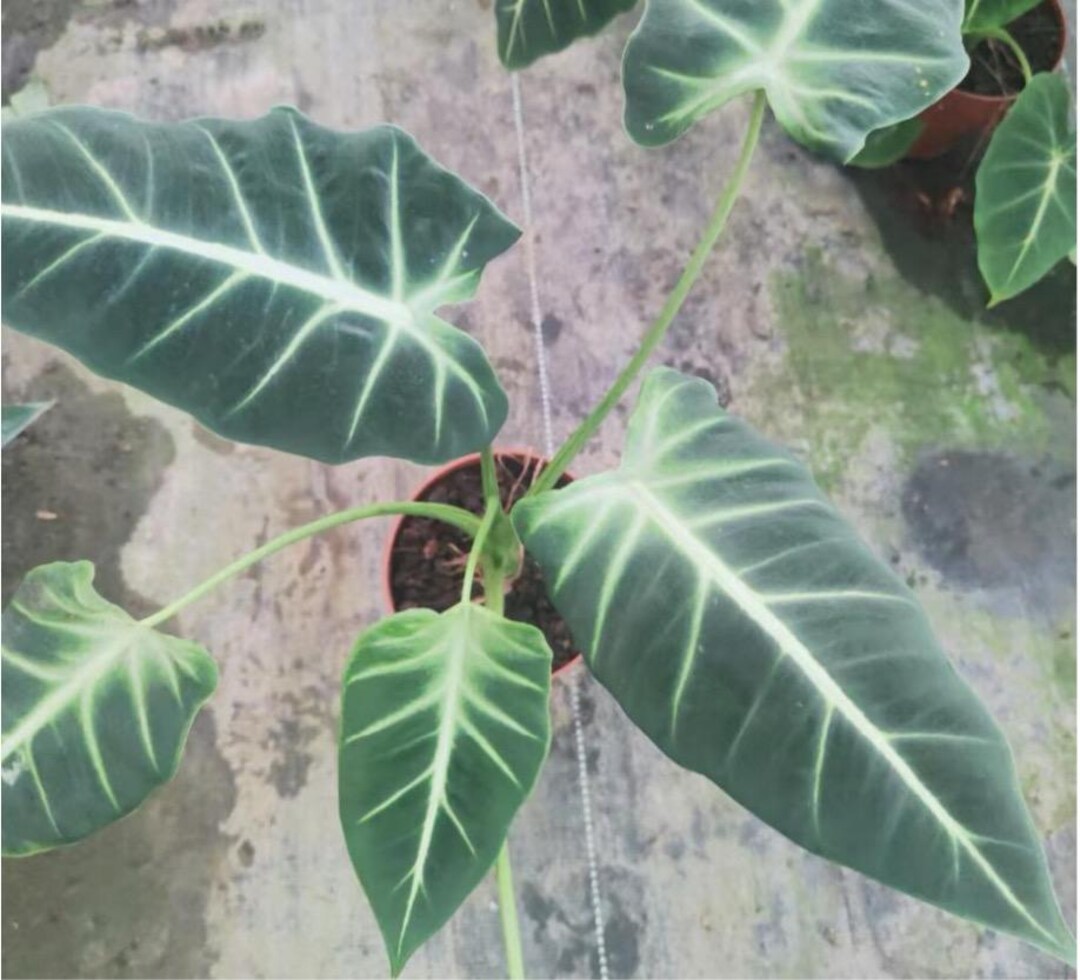 Alocasia Frydek Cultivar White Vein Starter Plant (ALL STARTER