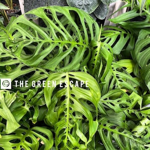 Non tc monstera esqueleto Starter Plant (ALL STARTER PLANTS require you to purchase 2 plants!)