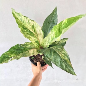 Aurea Variegated Anthurium Hookeri Starter Plant (ALL STARTER PLANTS require you to purchase 2 plants!)