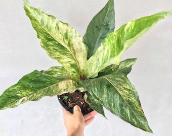 Aurea Variegated Anthurium Hookeri Starter Plant (ALL STARTER PLANTS require you to purchase 2 plants!)