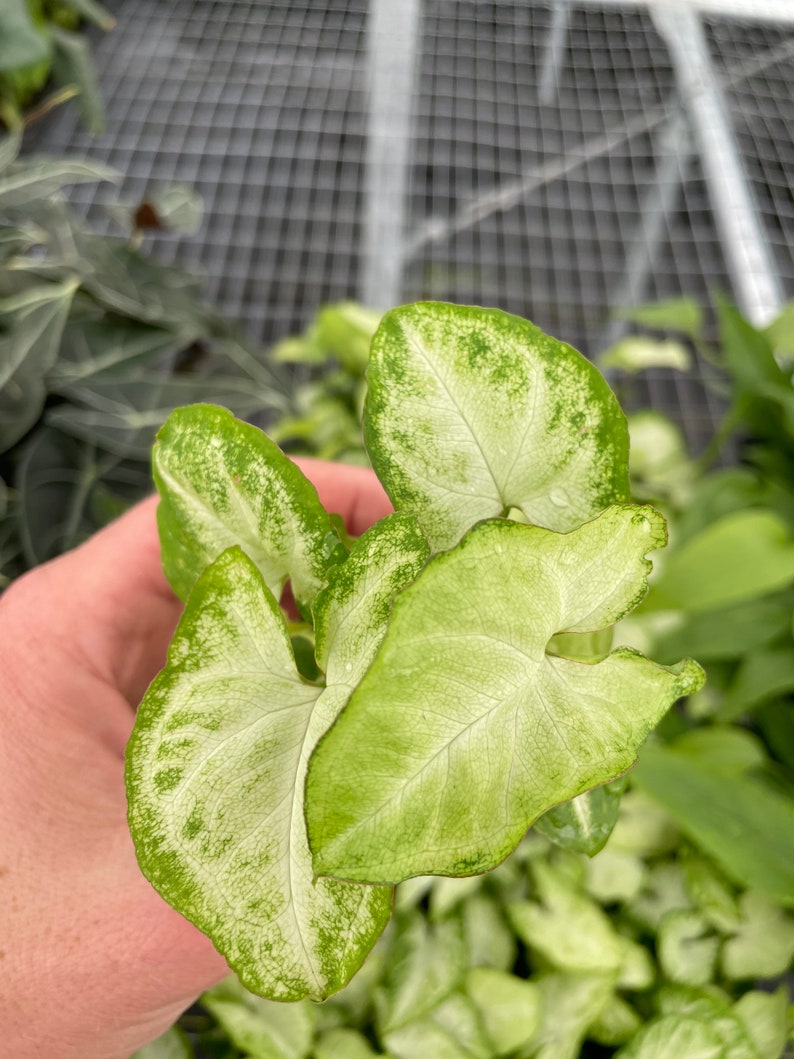 Syngonium White Butterfly Plant - Thumbnail 5