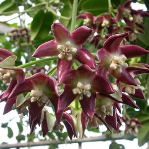 Hoya imperialis Starter Plant (ALL STARTER PLANTS require you to purchase 2 plants!)