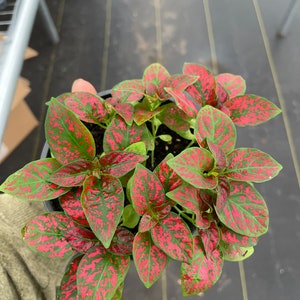 Hypoestes red 4”pot (ALL PLANTS require you to purchase 2 plants!) image 1
