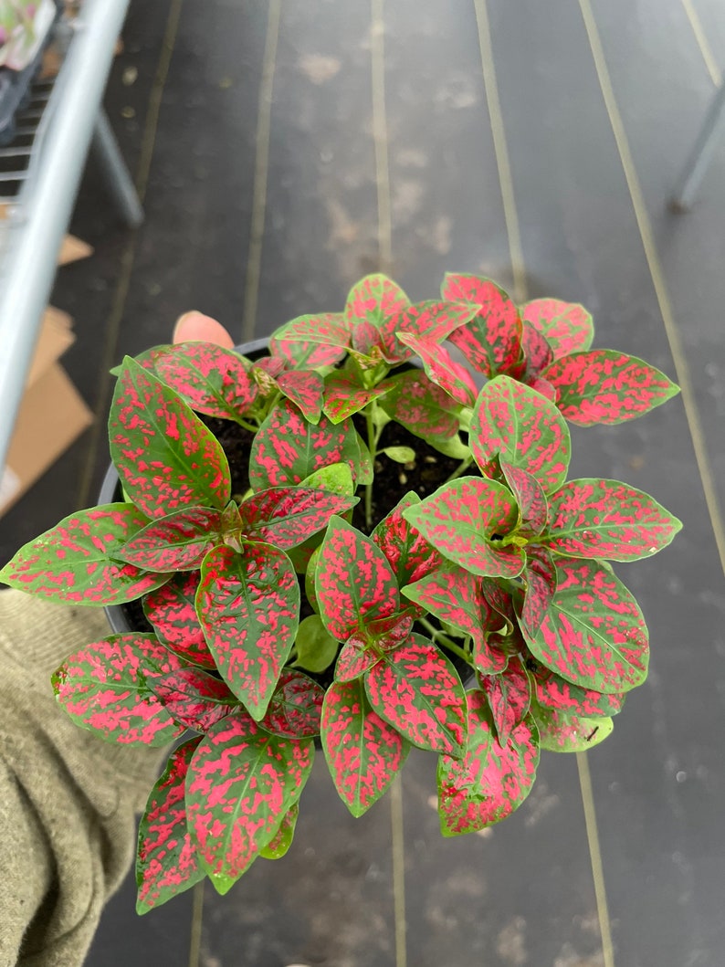 Hypoestes red 4”pot (ALL PLANTS require you to purchase 2 plants!) image 1