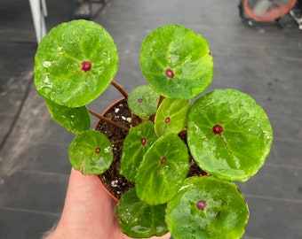 Red Ruby begonia “conchifolia var. rubrimacula” 4”pot (ALL PLANTS require you to purchase 2 plants!)