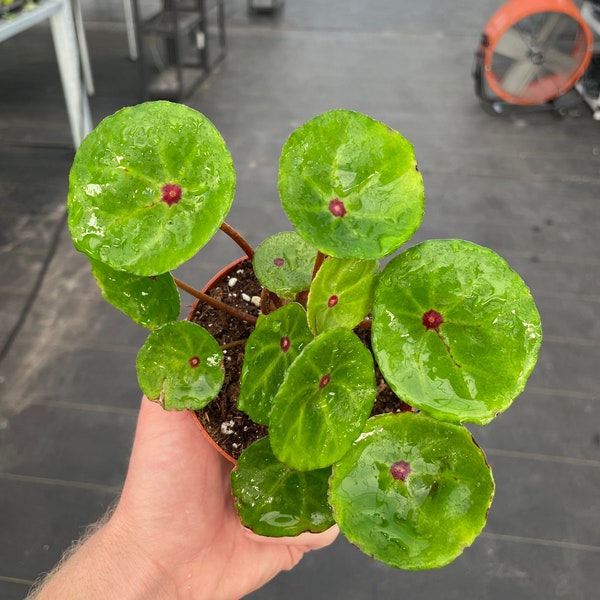 Red Ruby begonia “conchifolia var. rubrimacula” 4”pot (ALL PLANTS require you to purchase 2 plants!)