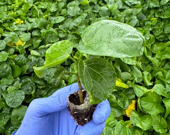 Indigo Sunset Hibiscus Starter Plant (ALL STARTER PLANTS Require