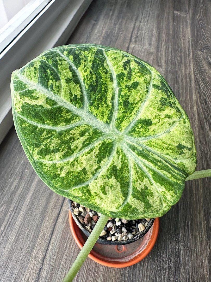 『SALE』Alocasia Ninja Tricolor (TC) 【8-2】 Alocasia Ninja | Soiled