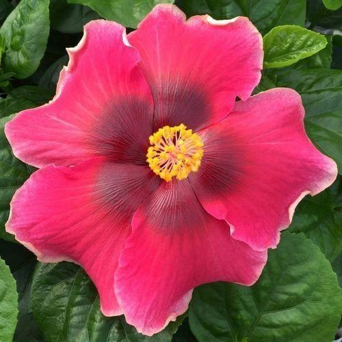 Randy Henson Legacy Hibiscus Starter Plant (ALL STARTER PLANTS