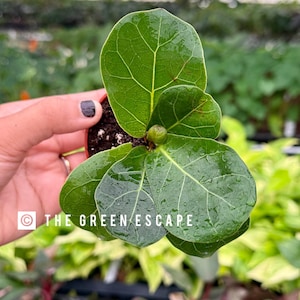 Ficus lyrata ‘little sunshine’ 2” pot  (ALL PLANTS require you to purchase 2 plants!)