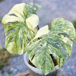 May include: Close-up of a variegated Monstera plant with large, split leaves. The leaves display a mix of green and creamy white variegation. The plant is potted in a white container, showcasing its unique foliage.