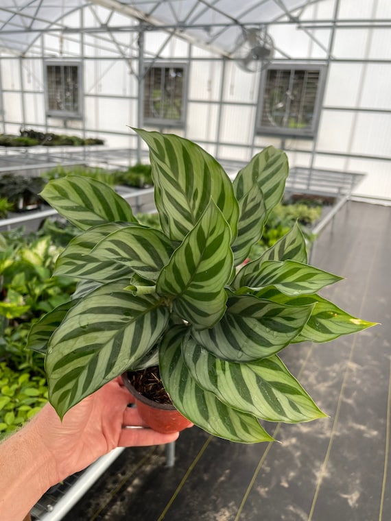 efeutute name Kaufen Sie Efeutute - Epipremnum Aureum main image 0