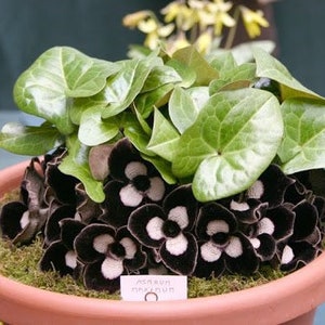 May include: A potted plant with dark green leaves and black and white flowers. The plant is in a terracotta pot and the label reads "Asarum  'Pinnatum'"