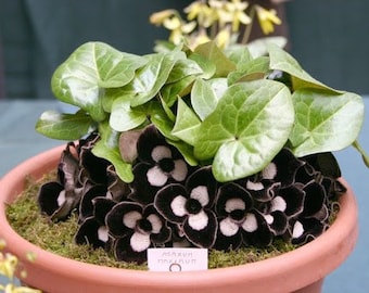 Plante de démarrage Asarum maximum « lingue » (TOUTES LES PLANTES DE DÉMARRAGE nécessitent l'achat de 2 plantes !)