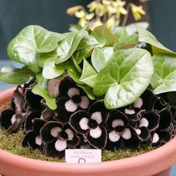 Asarum maximum “ling ling”  Starter Plant (ALL STARTER PLANTS require you to purchase 2 plants!)