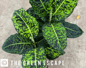 Dieffenbachia Reflector Starter Plant (ALL STARTER PLANTS require you to purchase 2 plants!)