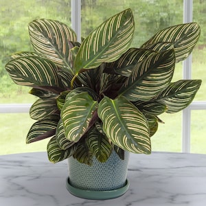 Calathea Ornata Starter Plant (ALL STARTER PLANTS require you to purchase 2 plants!)