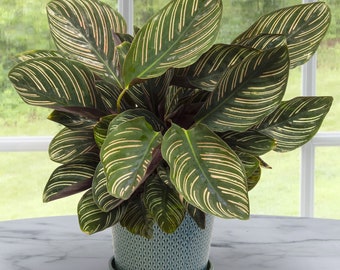 Calathea Ornata Starter Plant (ALL STARTER PLANTS require you to purchase 2 plants!)