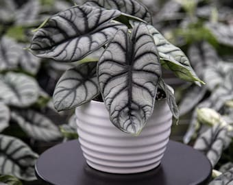 Alocasia Silver dragon Starter Plant (ALL STARTER PLANTS require you to purchase 2 plants!) PP2
