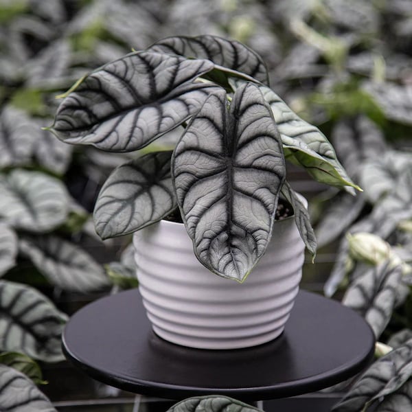 Alocasia Silver dragon Starter Plant (ALL STARTER PLANTS require you to purchase 2 plants!)