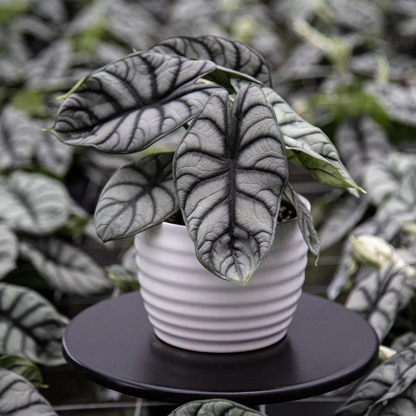 Alocasia Silver dragon Starter Plant (ALL STARTER PLANTS require you to purchase 2 plants!) PP2